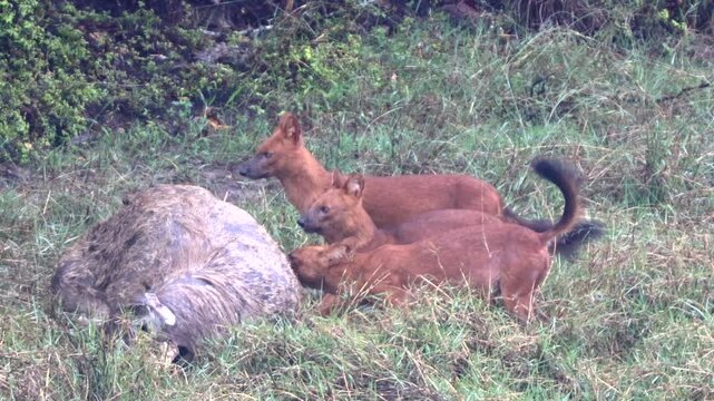 Dhole hunt deer for food in Khao Yai National Park, Thailand
