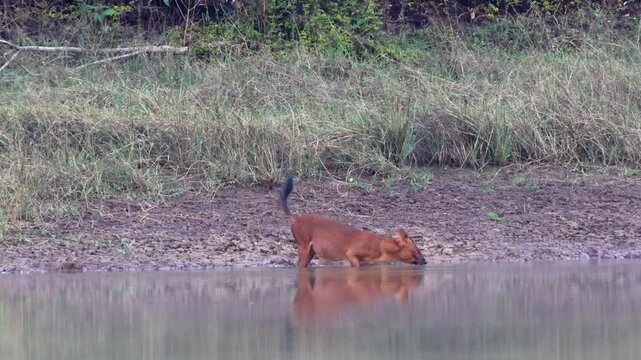 Dhole hunt deer for food in Khao Yai National Park, Thailand
