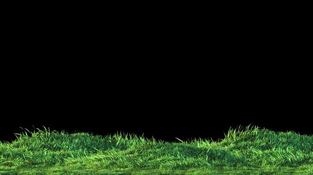 Swinging Grass in Wind Loop. 3D Render. Realistic green grass sways gently in the wind with a seamless looping alpha channel, ideal for nature and landscape scenes.