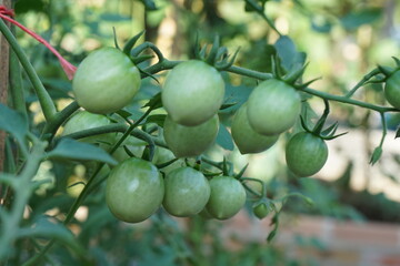 organic homegrown green tomatoes