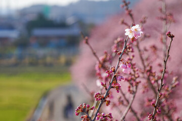 春めき桜が咲き誇る足柄の田園風景