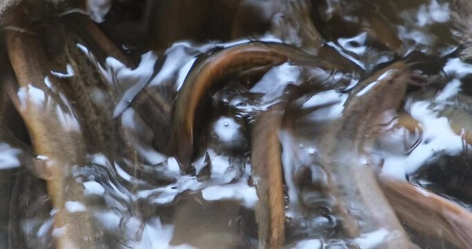 Pond loach swim in water
