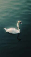 white swan on the water