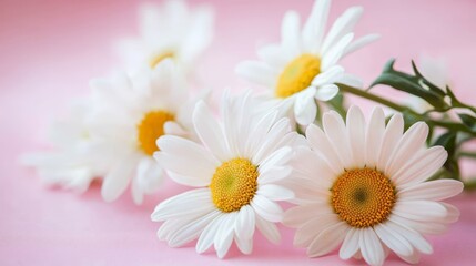 Obraz premium White daisy flowers on pale pink background