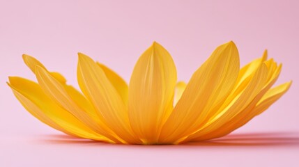 Yellow sunflower petals on pink background