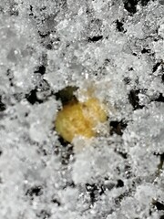 水玉