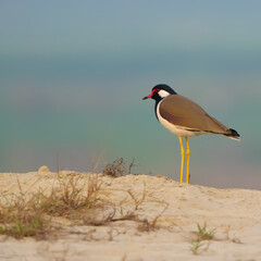 Red wattled lapwing