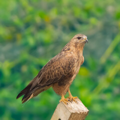 commonbuzzard