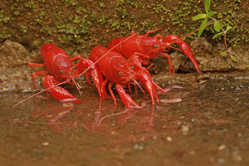 Three freshwater crayfish are preying on earthworms in a shallow river. This aquatic animal has the scientific name Cherax quadricarinatus.