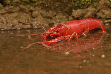 A freshwater crayfish preys on earthworms in a shallow river. This aquatic animal has the scientific name Cherax quadricarinatus.
