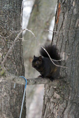 Black Squirrel