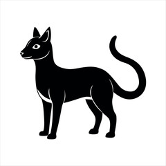 kelpie cat animal