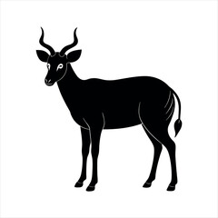 nilgai animal