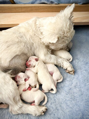 Tired west highland white terrier westie mother dog with litter of newborn puppies