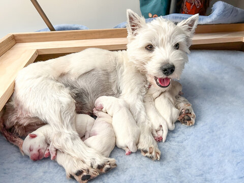 Litter of newborn west highland white terrier westie pups with their mother, some nursing others sleeping