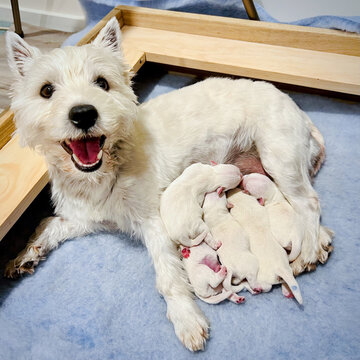 Proud happy west highland white terrier bitch dog with litter of cute newborn puppies suckling