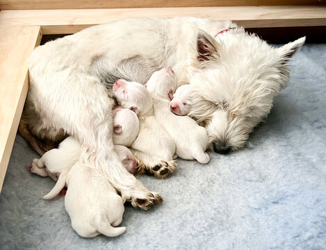 Sleepy west highland white terrier bitch dog cuddling with newborn litter of pupies sleeping together