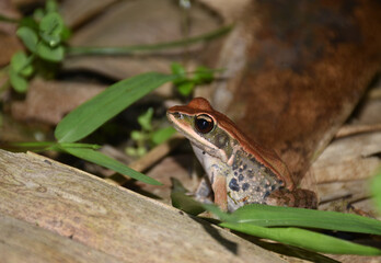 Close-up of a green frog clinging to the side of a water bucket.