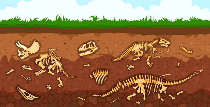 Archeology paleontology dinosaur fossil in soil layers vector background. Cartoon skeleton bones and skulls of tyrannosaurus, triceratops and diplodocus dinos. Dinosaur fossil, brown dirt and grass