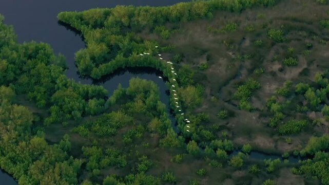 Southern Florida wetlands with white egret wild birds flying over green shrubs between river waters. Aerial view of wildlife in natural habitat