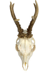 Skull of a roebuck with horns