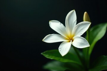 White star leaf flower against stark contrast, background, high contrast, flower