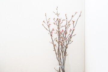 明るいピンクの桜,東海桜,春の花,シンプルな暮らし