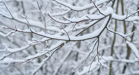 Fototapeta premium Snow-covered tree branches background. Delicate icy patterns on dark twigs, winter serenity
