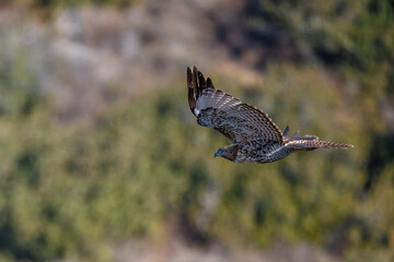 A red-tailed hawk taking off and flying