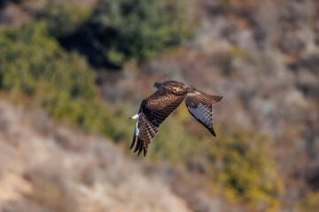 A red-tailed hawk taking off and flying