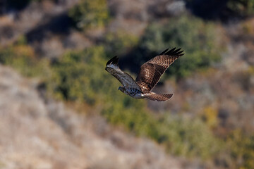 A red-tailed hawk taking off and flying