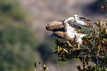 A red-tailed hawk taking off and flying