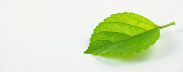 Obraz premium Wattle leaf on a white surface highlighting its shape, white, background