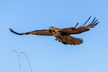 An eagle is taking off from the bush, and flies in the sky. `