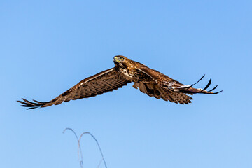 An eagle is taking off from the bush, and flies in the sky. `
