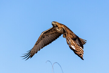 An eagle is taking off from the bush, and flies in the sky. `