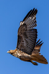 An eagle is taking off from the bush, and flies in the sky. `