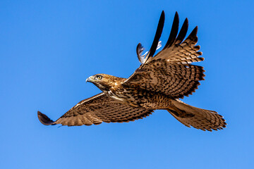 An eagle is taking off from the bush, and flies in the sky. `