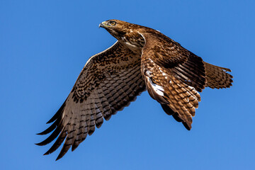 An eagle is taking off from the bush, and flies in the sky. `