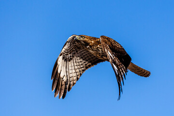 An eagle is taking off from the bush, and flies in the sky. `