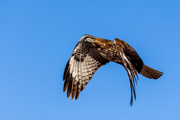 An eagle is taking off from the bush, and flies in the sky. `