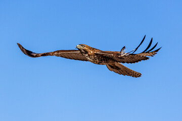 An eagle is taking off from the bush, and flies in the sky. `
