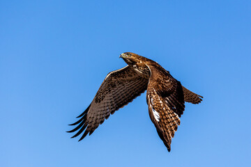 An eagle is taking off from the bush, and flies in the sky. `