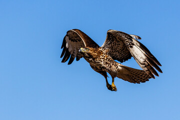 An eagle is taking off from the bush, and flies in the sky. `
