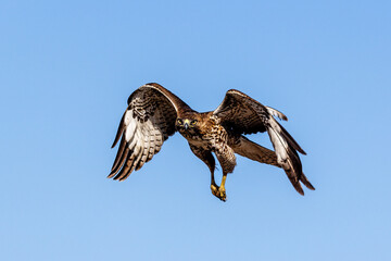 An eagle is taking off from the bush, and flies in the sky. `