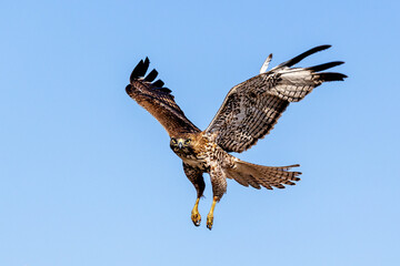 An eagle is taking off from the bush, and flies in the sky. `