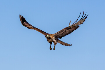 An eagle is taking off from the bush, and flies in the sky. `