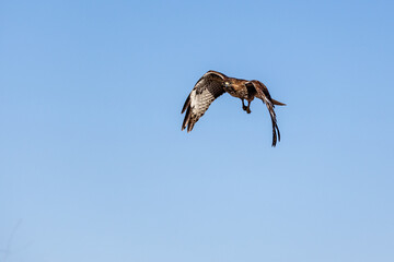 An eagle is taking off from the bush, and flies in the sky. `
