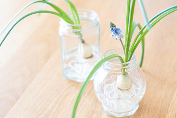 ブルースパイクという品種のムスカリ,春の球根花,水耕栽培