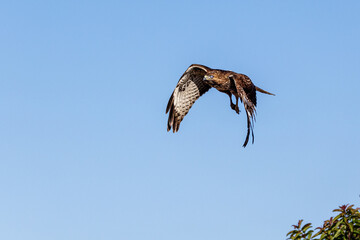 An eagle is taking off from the bush, and flies in the sky. `
